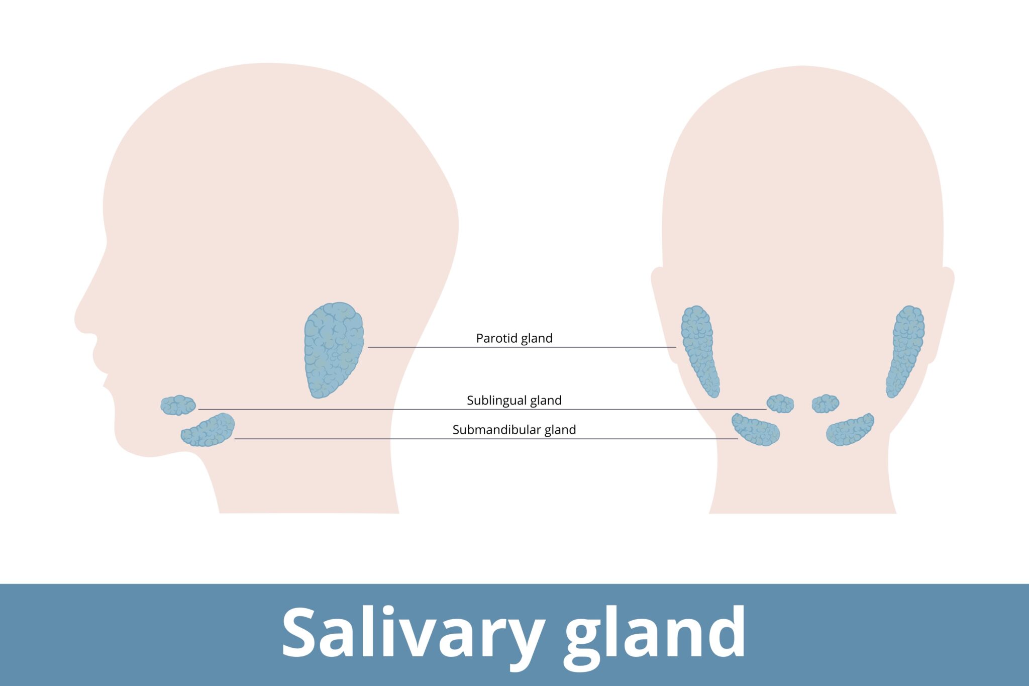 Salivary Glands Advanced Ent Allergy